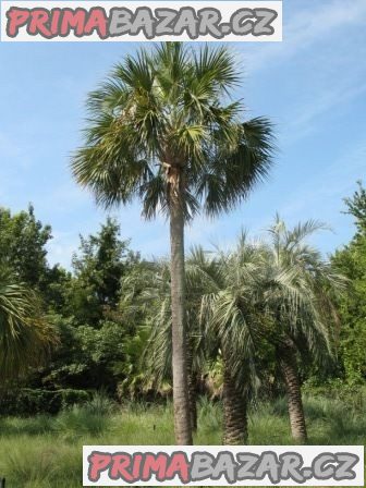 Sabal Causiaurum - sazenice