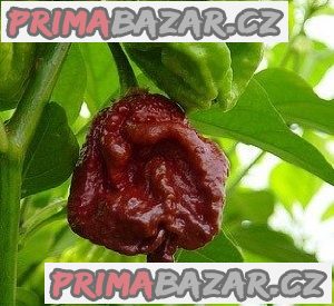 Chilli Trinidad Moruga Scorpion Chocolate - semena