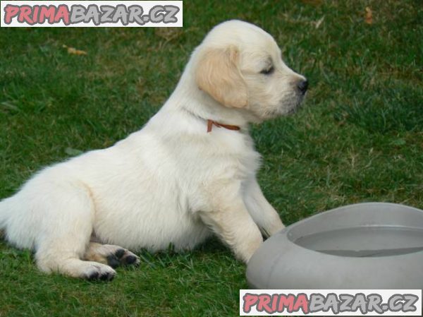 Golden retriever s PP - štěňata /zlatý retrívr/ – fotografie 2