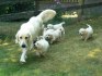 Golden retriever s PP - štěňata /zlatý retrívr/