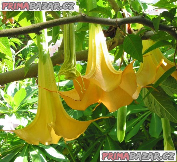Brugmansia žlutá - řízky