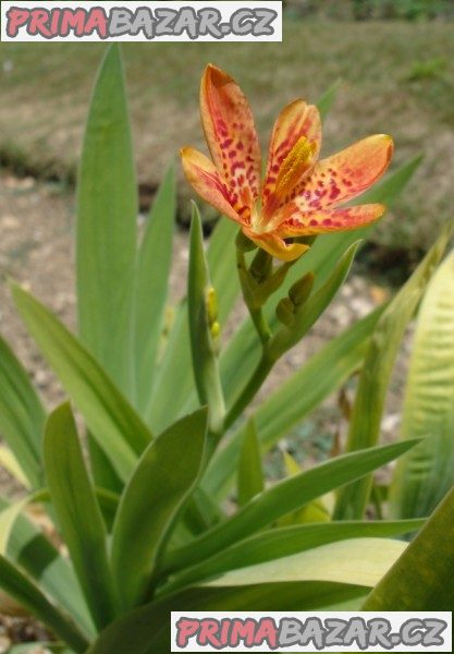 Belamcanda chinensis - semena
