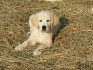 Golden retriever s PP - štěňata /zlatý retrívr/