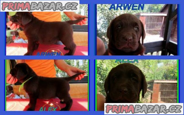 Labradorský retriever – fotografie 1