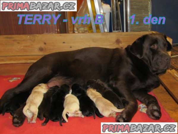 Labradorský retriever – fotografie 2