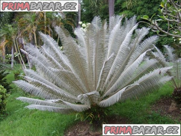 Cycas Siamensis - naklíčená semena
