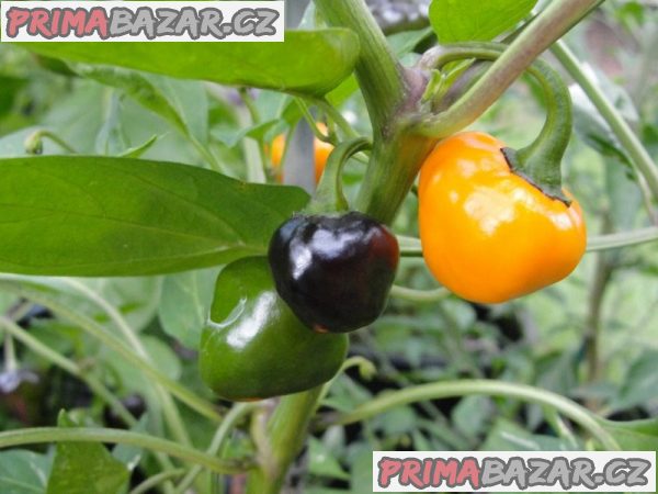 Chilli Golden nugget - semena