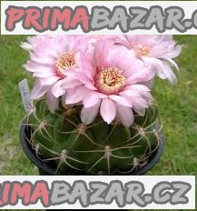 Kaktus Gymnocalycium schuetzianum - semena