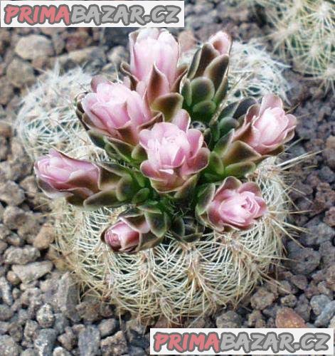 Kaktus Gymnocalycium bruchii v. albispinum - semena