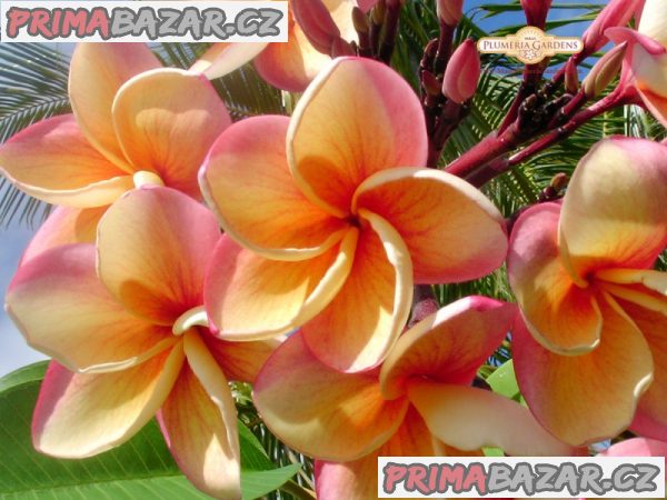 Plumeria Imperial Topaz - semena