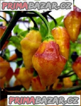 Chilli Puerto Rican - semena