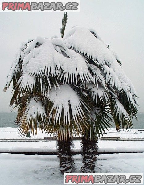 Trachycarpus fortunei - naklíčená semena