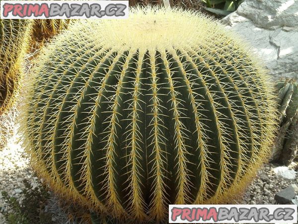 Echinocactus grusonii - semena