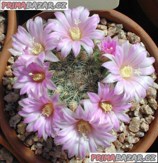 Krainzia stampferi  - semena