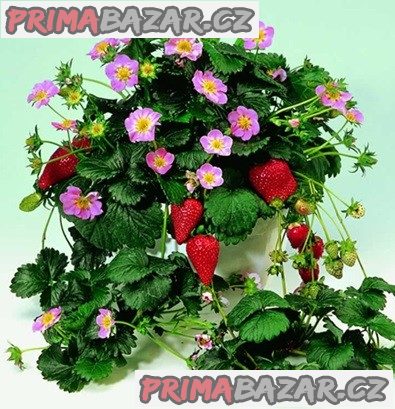 Jahodník Fragoo Deep Rose - semena