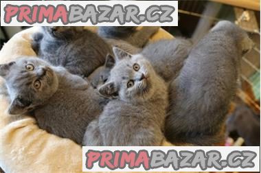 britská koťata – fotografie 1