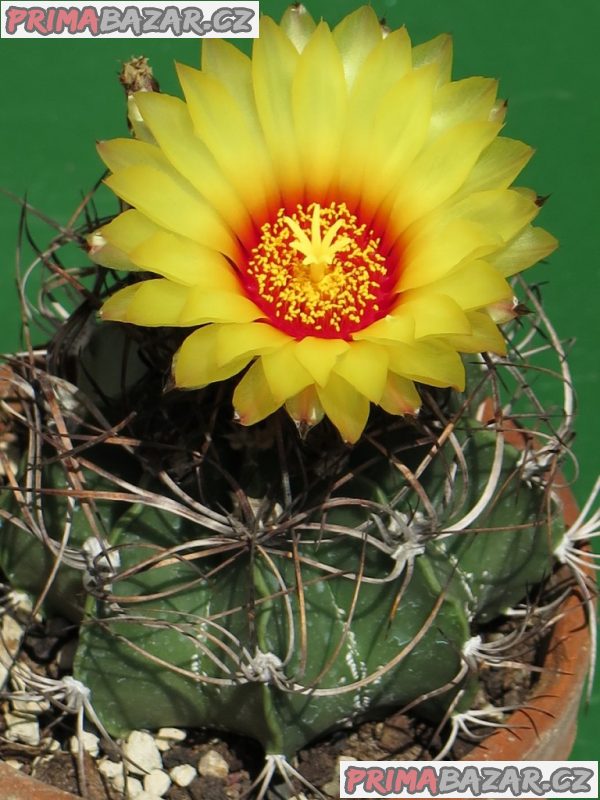 Astrophytum capricorne - semena