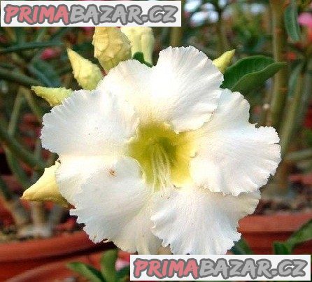Adenium Obesum Artic Snow - semena