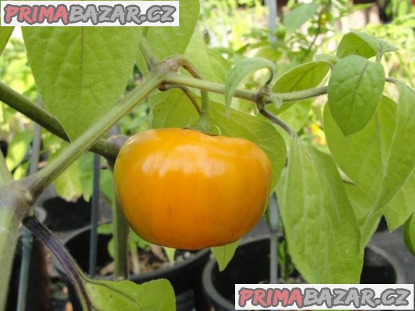 Chilli Rocoto Orange - semena