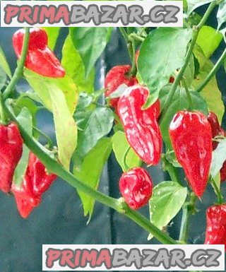 Chilli Fatali Red - semena