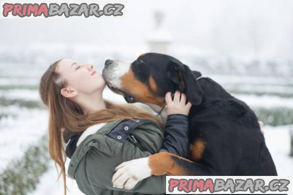 Veľký švajčiarsky salašnícky pes – fotografie 1