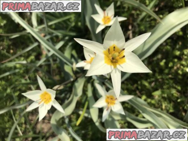 Pronájem velmi dobře zavedeného květinářství – fotografie 2