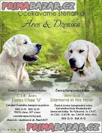 Prodám štěňátka Zlatý retrívr (Golden retriever) – fotografie 1
