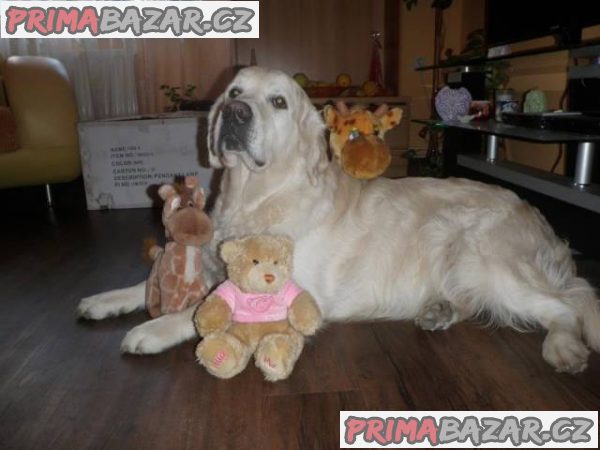 Prodám štěňátka Zlatý retrívr (Golden retriever) – fotografie 3