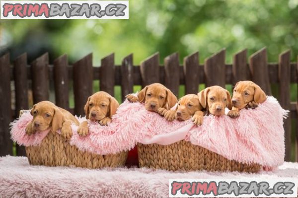 Maďarský ohař krátkosrstý s PP (viszla) – fotografie 1