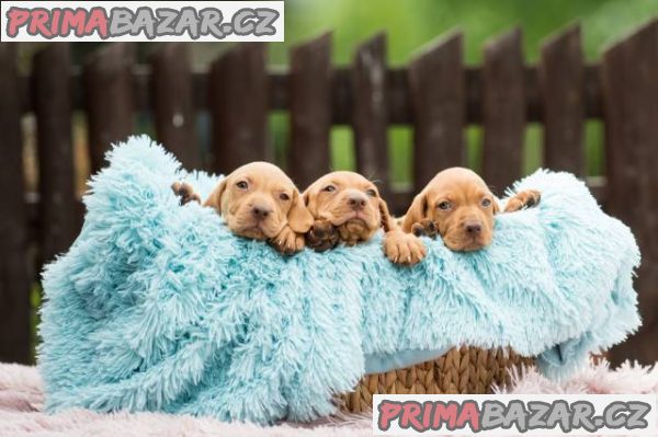 Maďarský ohař krátkosrstý s PP (viszla) – fotografie 2