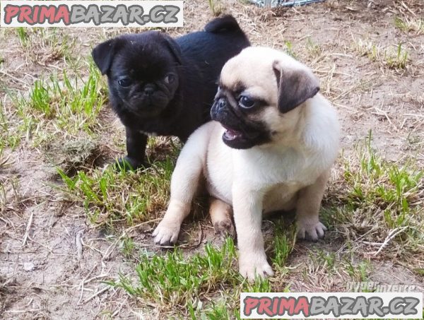 Mops štěňata s PP- – fotografie 1