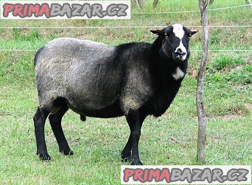 Romanovský plemenný beran – fotografie 1