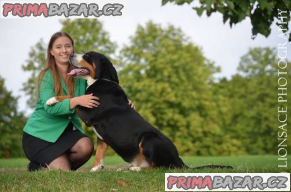 Veľký švajčiarsky salašnícky pes – fotografie 2