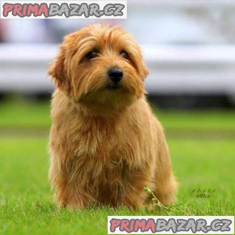 Norfolk Terrier – fotografie 4