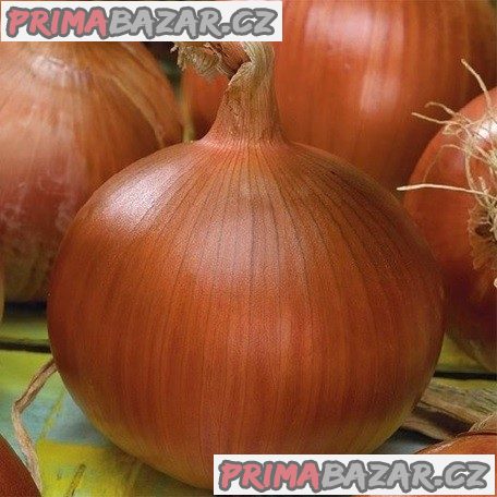 Cibule Morada de Amposta - semena