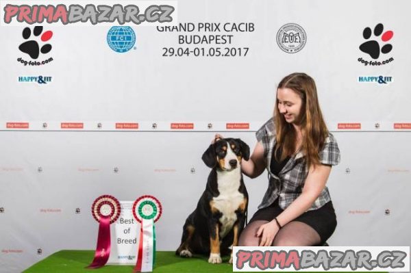 Entlebušský salašnícky pes – fotografie 4