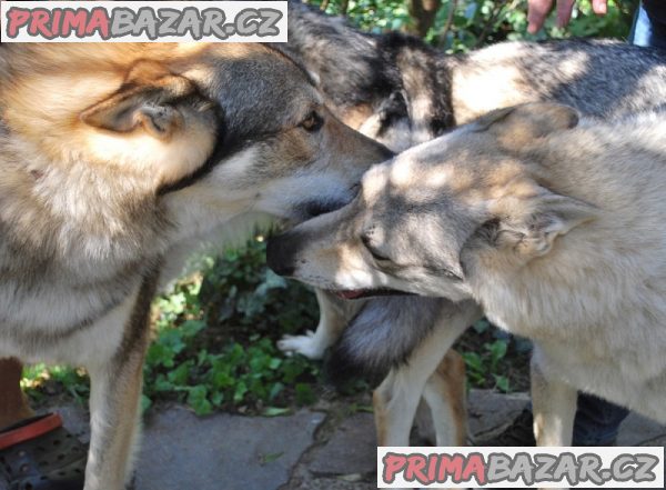 Štěně Československého vlčáka – fotografie 6