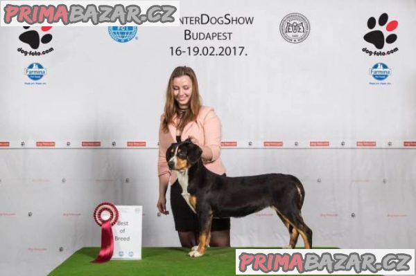 Entlebušský salašnícky pes – fotografie 4