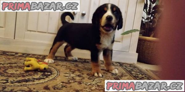 Veľký švajčiarsky salašnícky pes – fotografie 1
