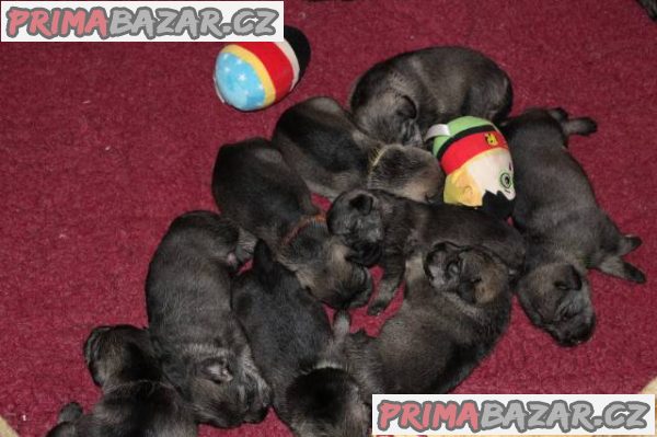 Prodej - štěně knírač střední pepř sůl – fotografie 2