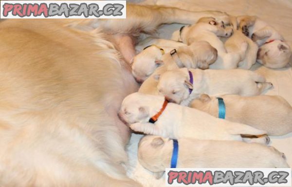 Zlatý retrívr- štěňátka s PP – fotografie 2