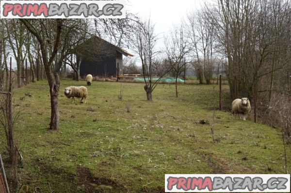 Ovčí stádečko na prodej – fotografie 3