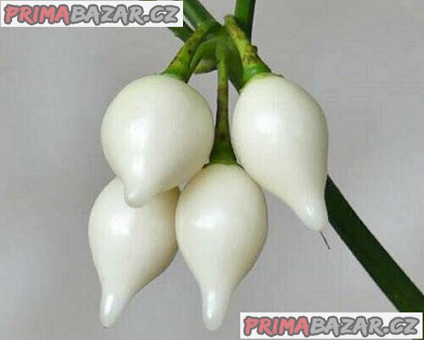 Chilli paprička Biquinho White - semena