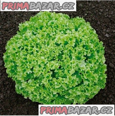 Salát Lollo biondo - semena