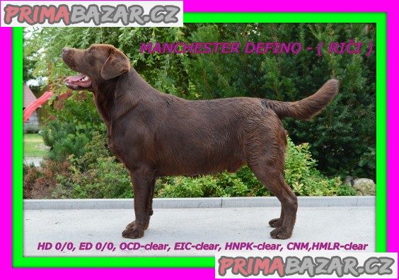 Čokoládový labrador – fotografie 2