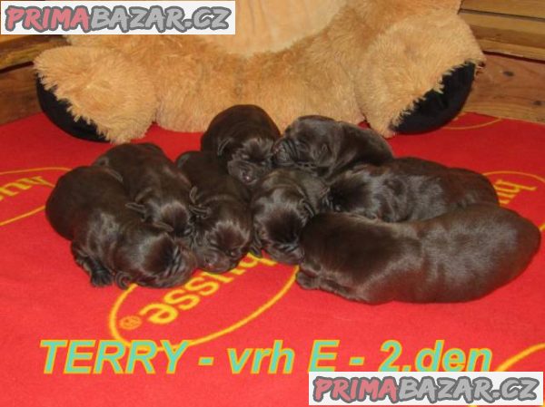 Čokoládový labrador – fotografie 3