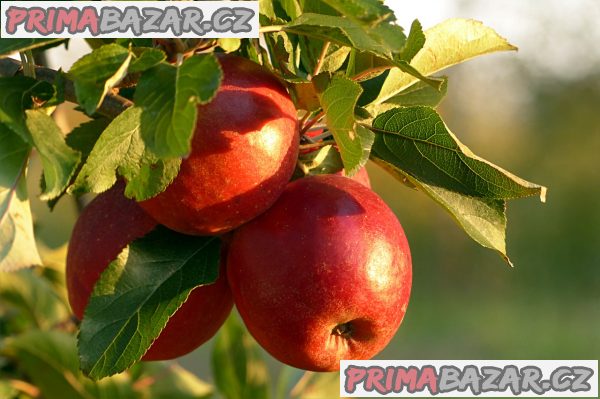 PROVÁDÍME ŘEZ STROMŮ A KEŘŮ – fotografie 1