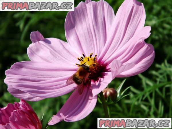 Krásenka zpeřená rosa - semena