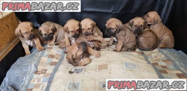 Brazilská Fila, štěňata s PP – fotografie 3