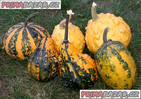 Tykev okrasná z Bradavic - semena